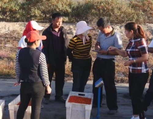 鄂尔多斯天骄集团：让沙棘成为治理“地球癌症”的“中国方案”