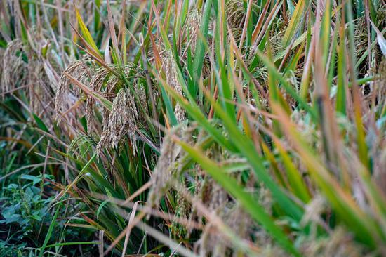 Third-generation hybrid rice achieves high yield