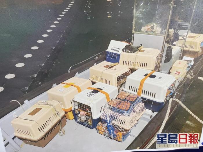 香港走私猫狗案后续：大部分患病 正在治疗