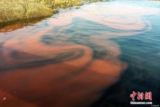 香港水域近一周现3宗红潮 无鱼类死亡报告