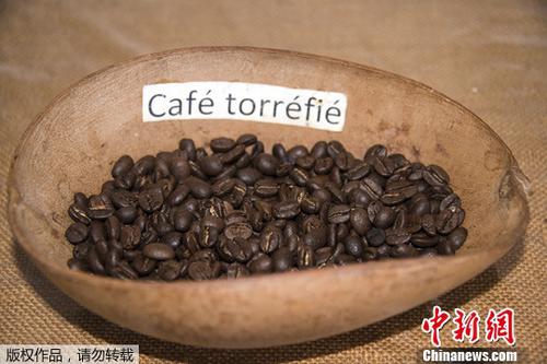 气候变化影响植物生长 茶、咖啡和巧克力未来或消失？
