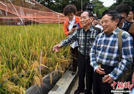 袁隆平团队又有好消息 长江中游双季稻亩产1365公斤