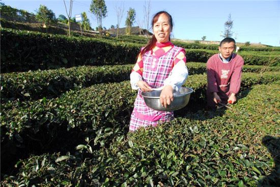 宜宾市茶产业研究院揭牌仪式举行 宜宾市茶产业研究院揭牌仪式举行