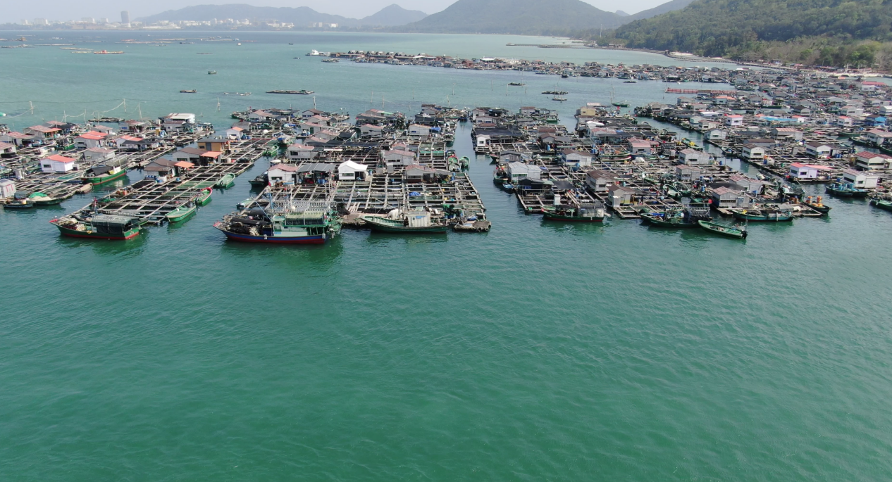 海外华媒探访水上疍家新风貌——粤港澳头条