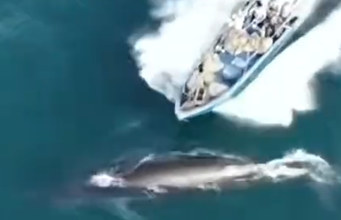 Chinese authorities launch investigation after fishing boat hits Bryde's whale